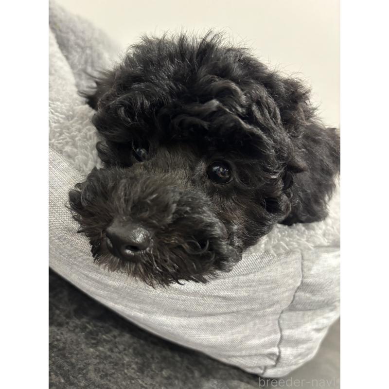 販売中の兵庫県のトイプードル-446809の2枚目