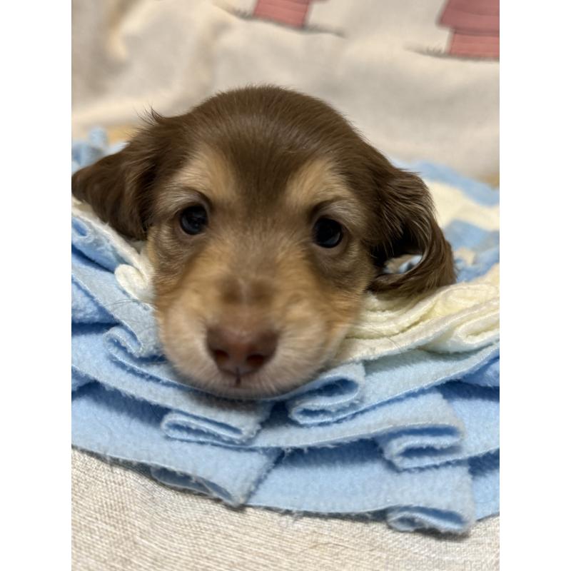 販売中の福岡県のカニンヘンダックスフンド(ロングヘアード)-446846の6枚目