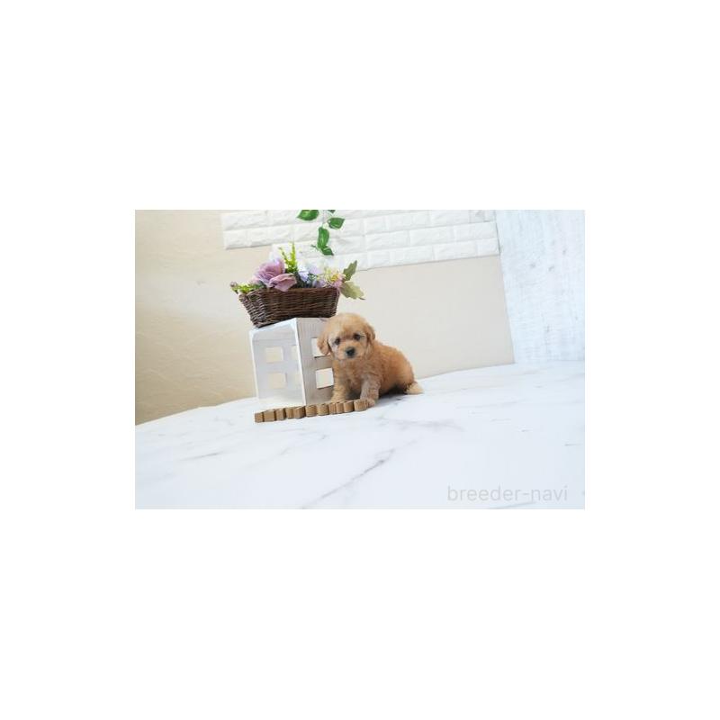 販売中の滋賀県のトイプードル-446384の5枚目