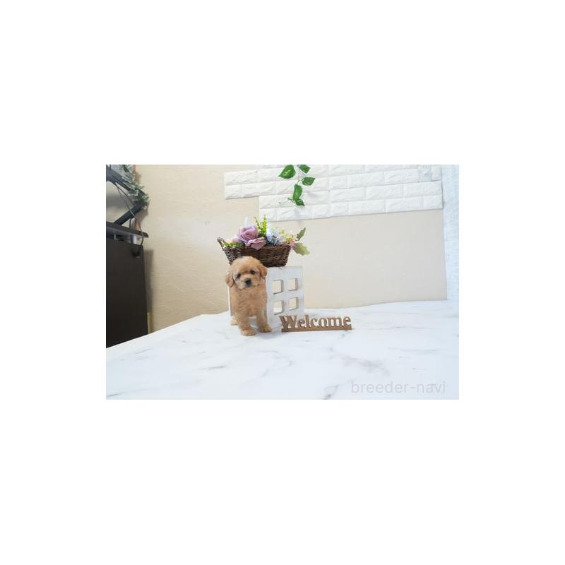 販売中の滋賀県のトイプードル-446384の4枚目