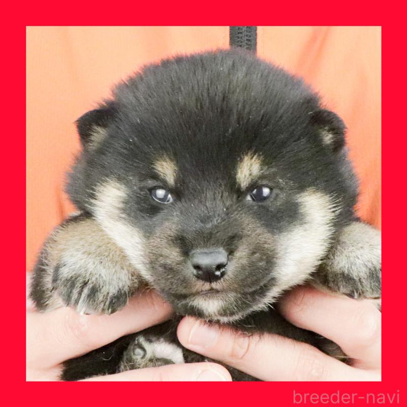 販売中の愛知県の柴犬-446833