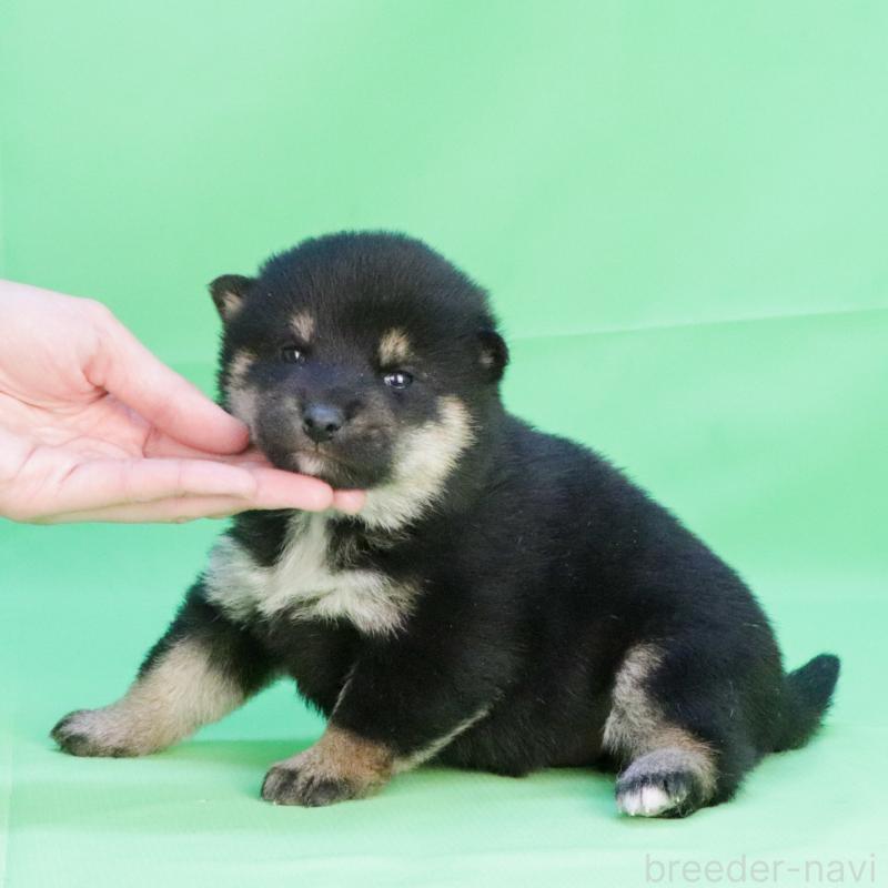 販売中の愛知県の柴犬-446833の3枚目