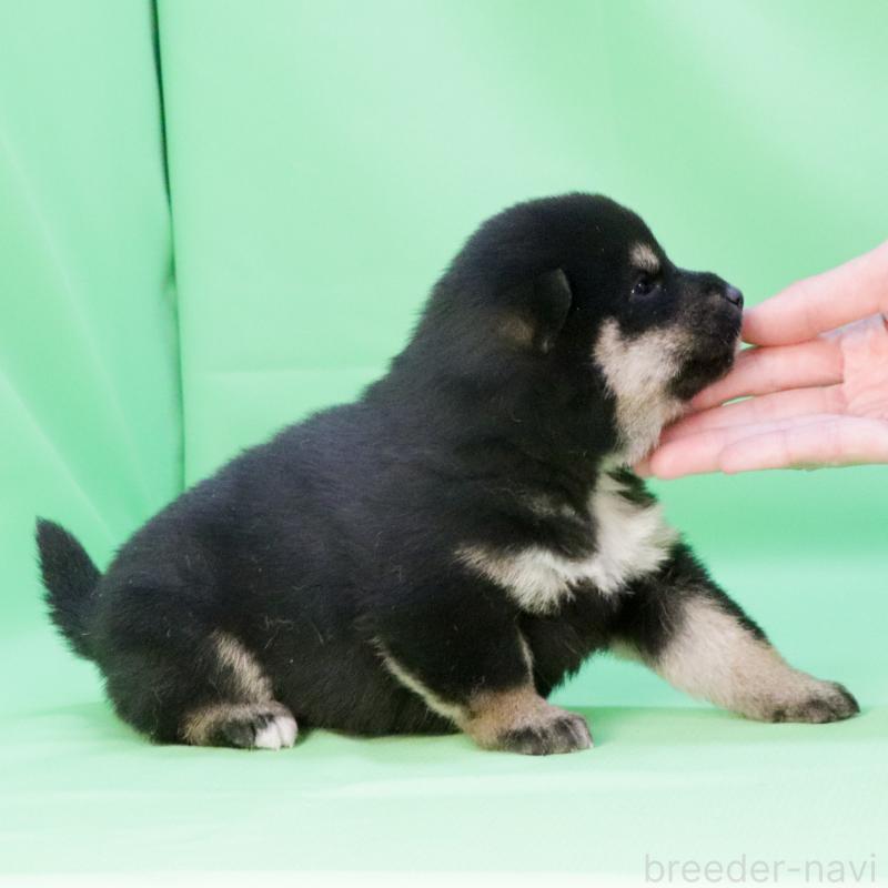 販売中の愛知県の柴犬-446833の2枚目