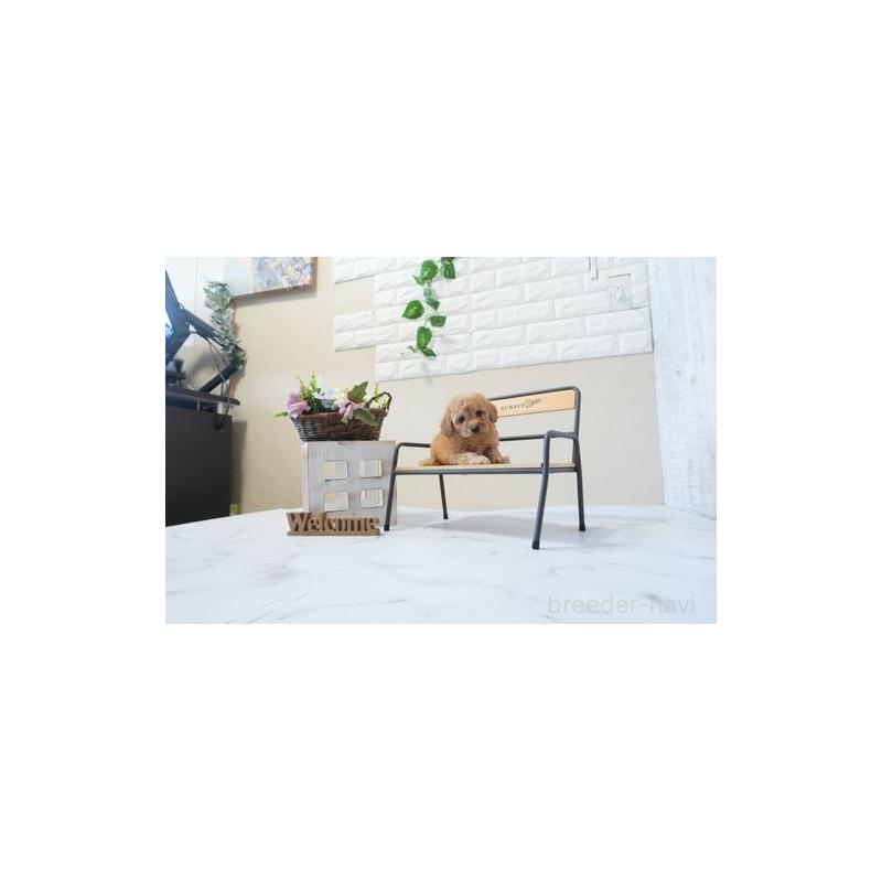 販売中の滋賀県のトイプードル-446392の5枚目