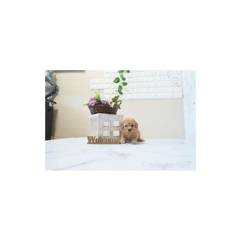 販売中の滋賀県のトイプードル-446392の4枚目