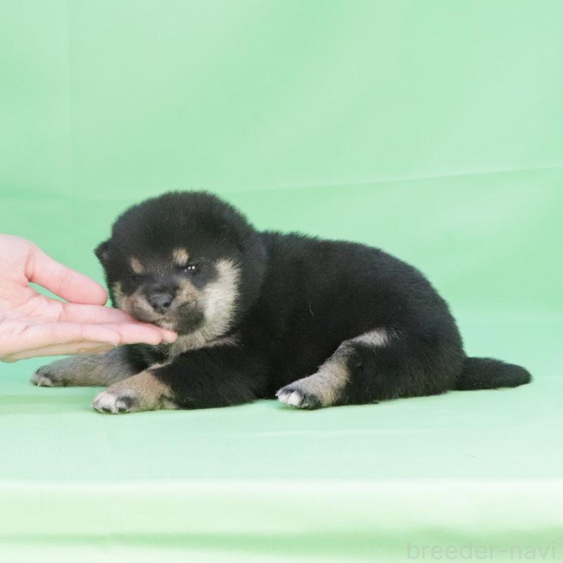 販売中の愛知県の柴犬-446836の3枚目