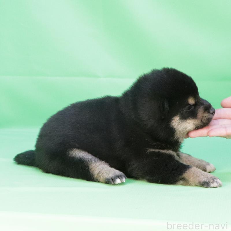 販売中の愛知県の柴犬-446836の2枚目