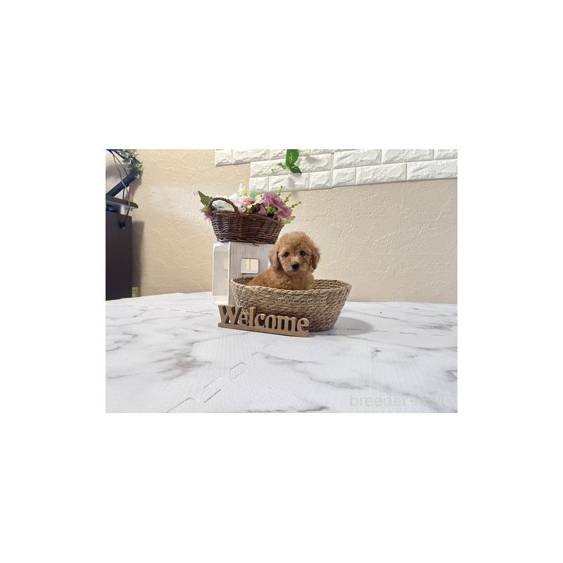 販売中の滋賀県のトイプードル-446403の4枚目