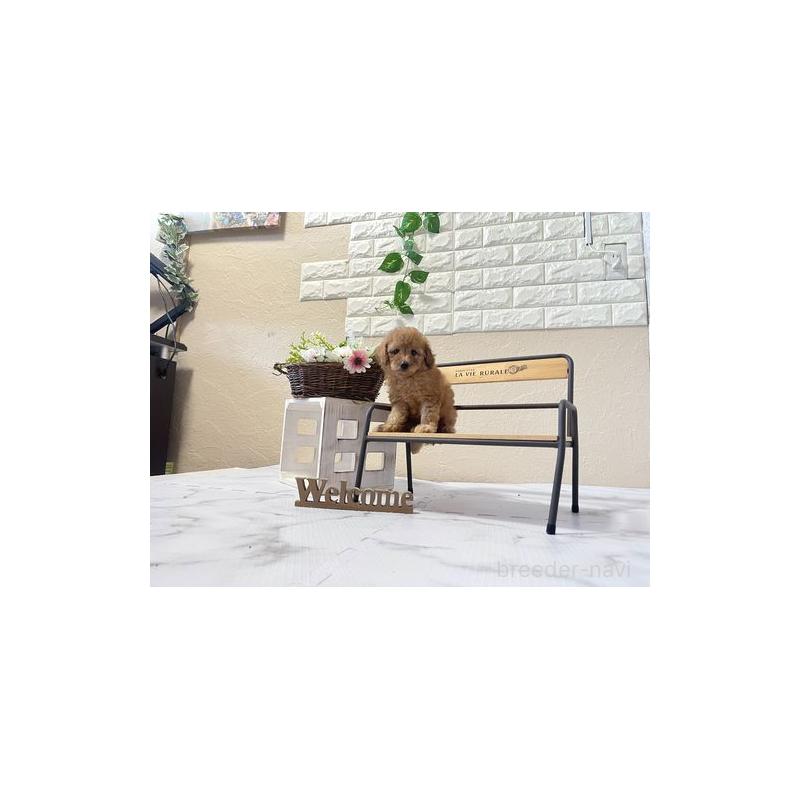 販売中の滋賀県のトイプードル-446403の3枚目