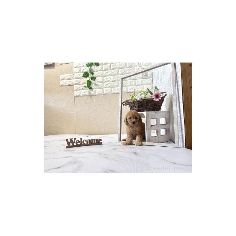 販売中の滋賀県のトイプードル-446403の2枚目