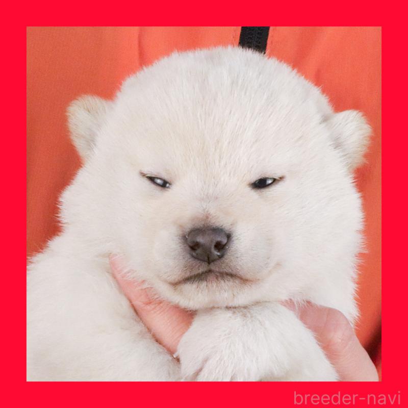 販売中の愛知県の柴犬-446837