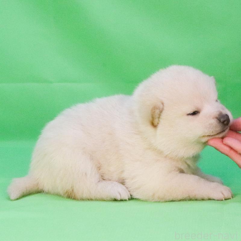 販売中の愛知県の柴犬-446837の3枚目