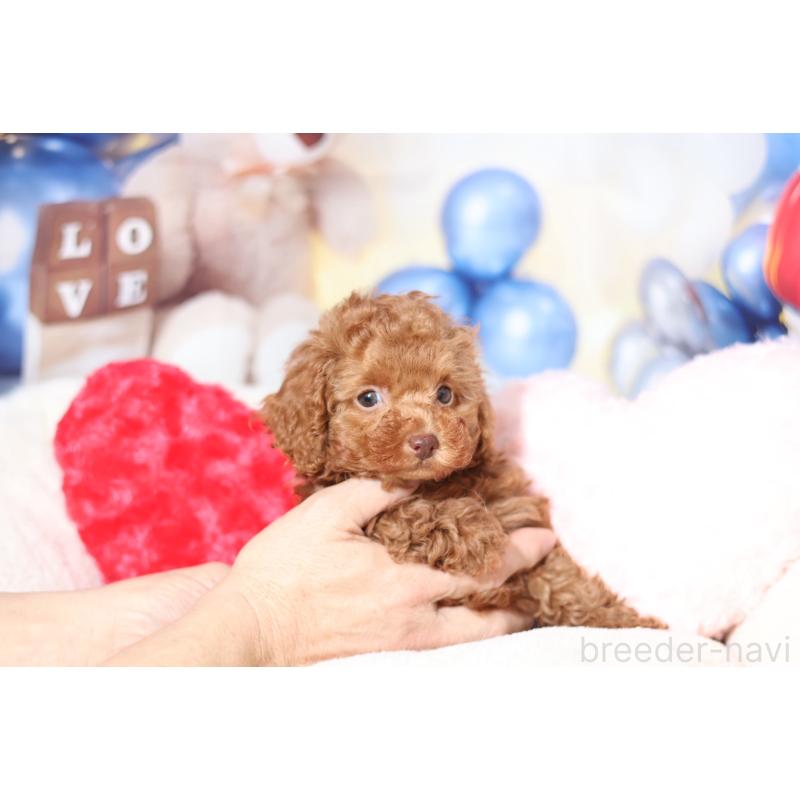 販売中の大阪府のタイニープードル-446838の5枚目