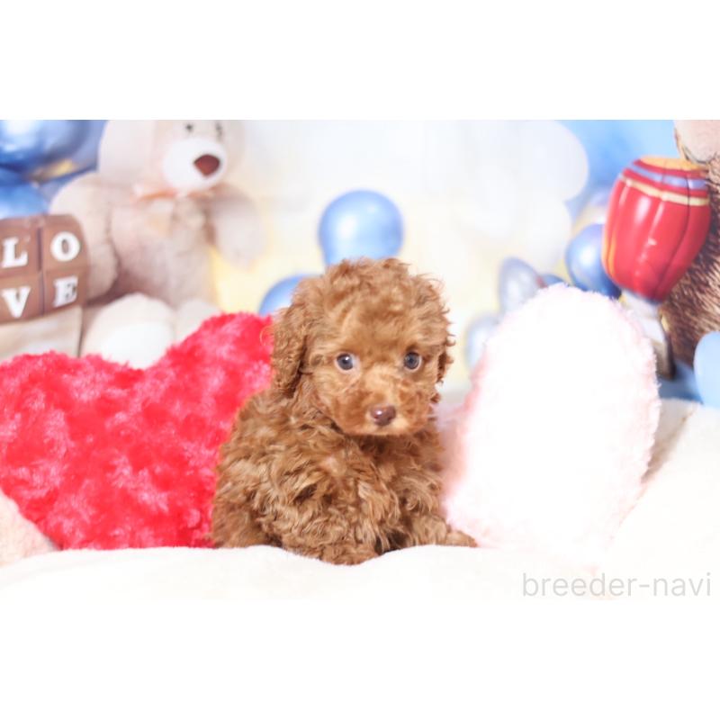 販売中の大阪府のタイニープードル-446838の3枚目