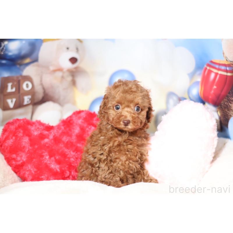 販売中の大阪府のタイニープードル-446838の2枚目