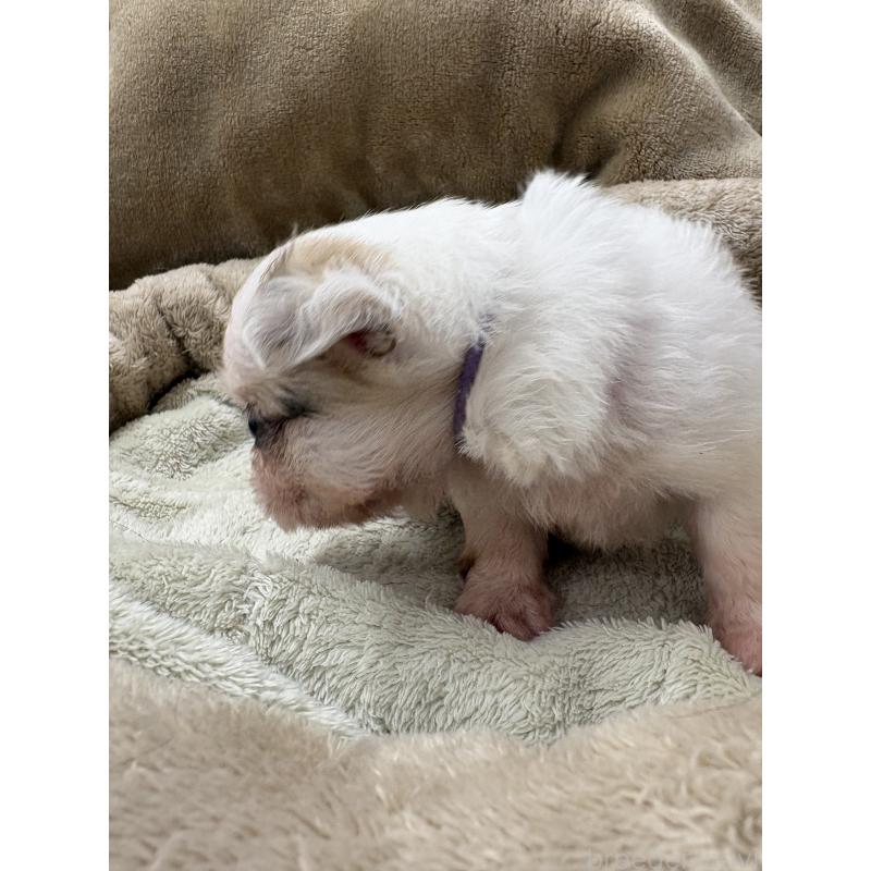 販売中の東京都のミックス犬-446839の5枚目