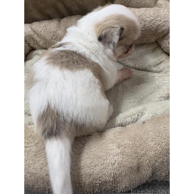 販売中の東京都のミックス犬-446839の3枚目