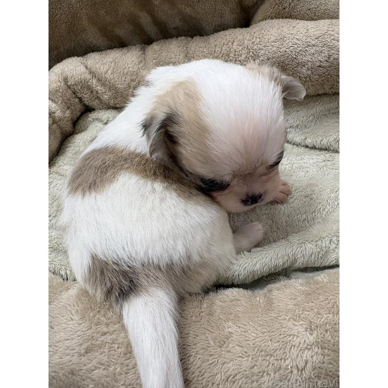 販売中の東京都のミックス犬-446839の2枚目