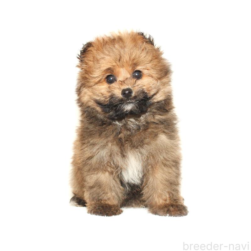 販売中の熊本県のポメプー:ポメラニアン×トイプードル-446551の3枚目