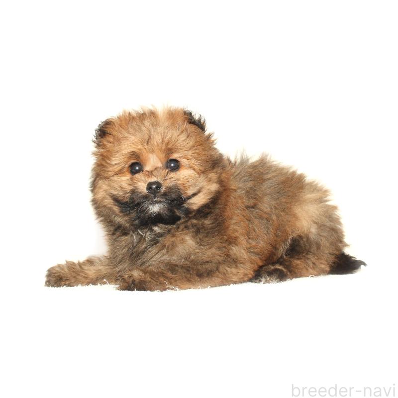 販売中の熊本県のポメプー:ポメラニアン×トイプードル-446551の2枚目