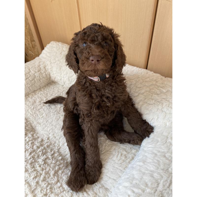 販売中の茨城県のスタンダードプードル-442673