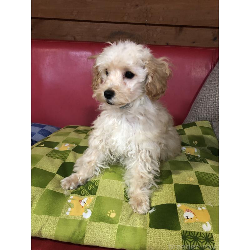 販売中の兵庫県のトイプードル-437676の13枚目