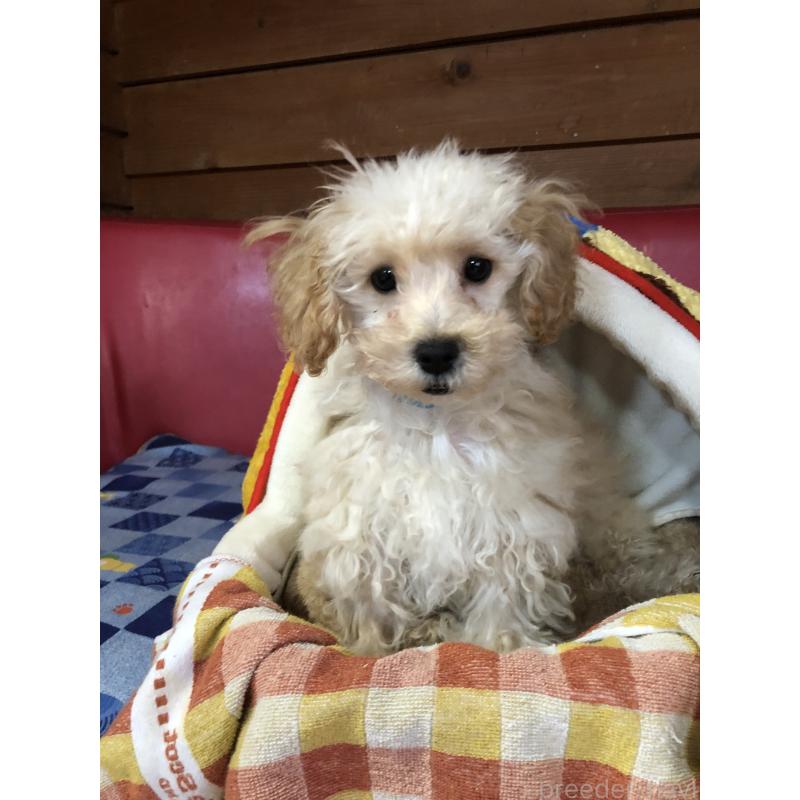 販売中の兵庫県のトイプードル-437676の11枚目