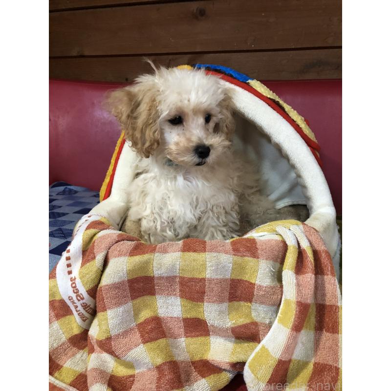 販売中の兵庫県のトイプードル-437676の10枚目