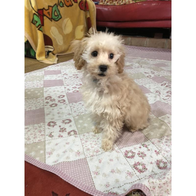 販売中の兵庫県のトイプードル-437676の8枚目