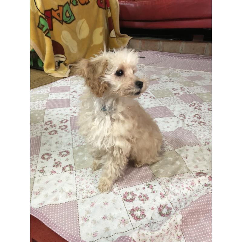 販売中の兵庫県のトイプードル-437676の7枚目