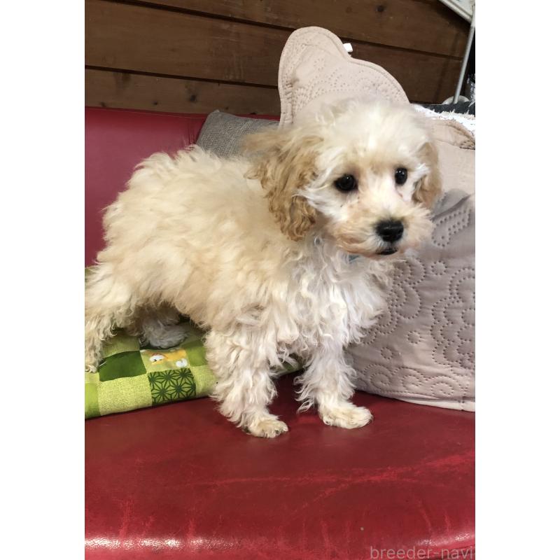 販売中の兵庫県のトイプードル-437676の6枚目