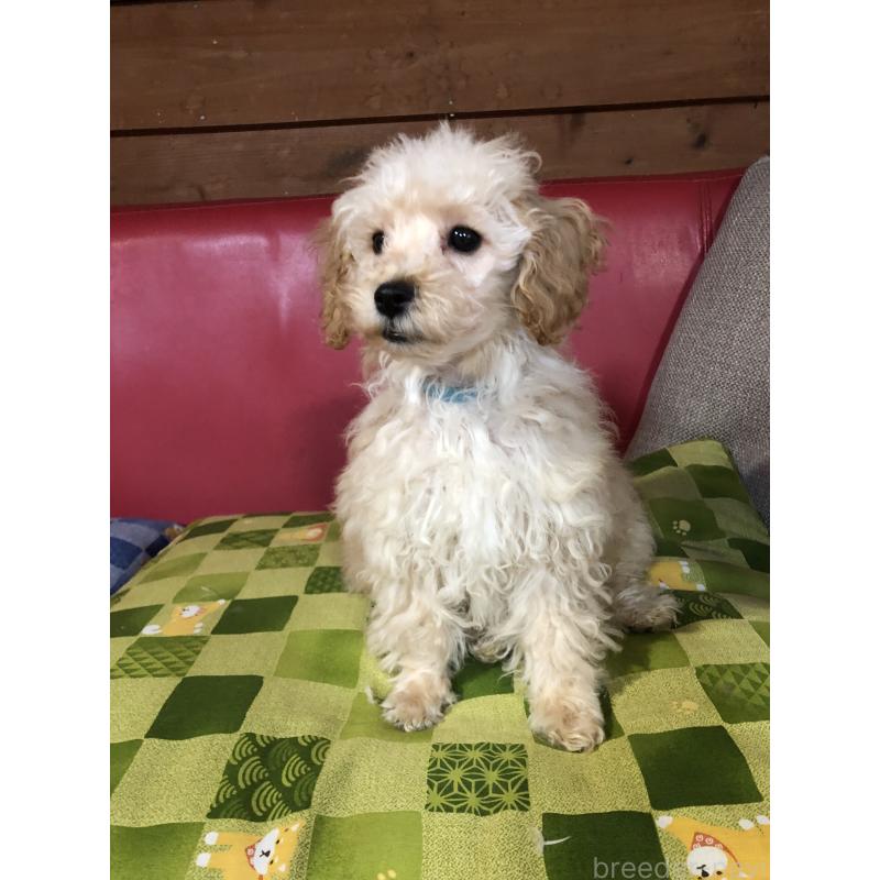 販売中の兵庫県のトイプードル-437676の5枚目