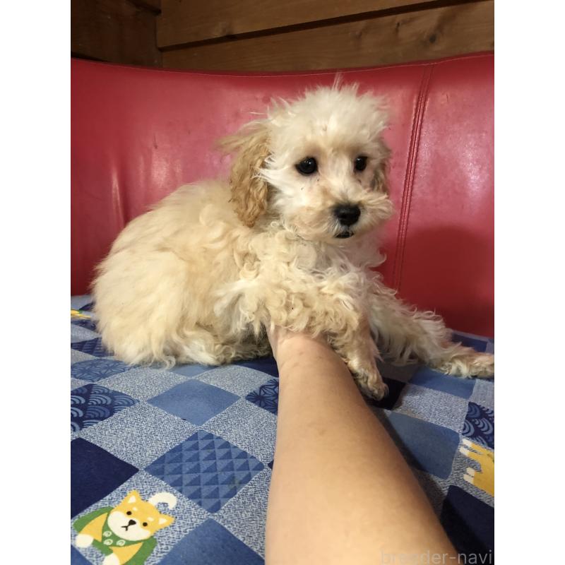 販売中の兵庫県のトイプードル-437676の4枚目