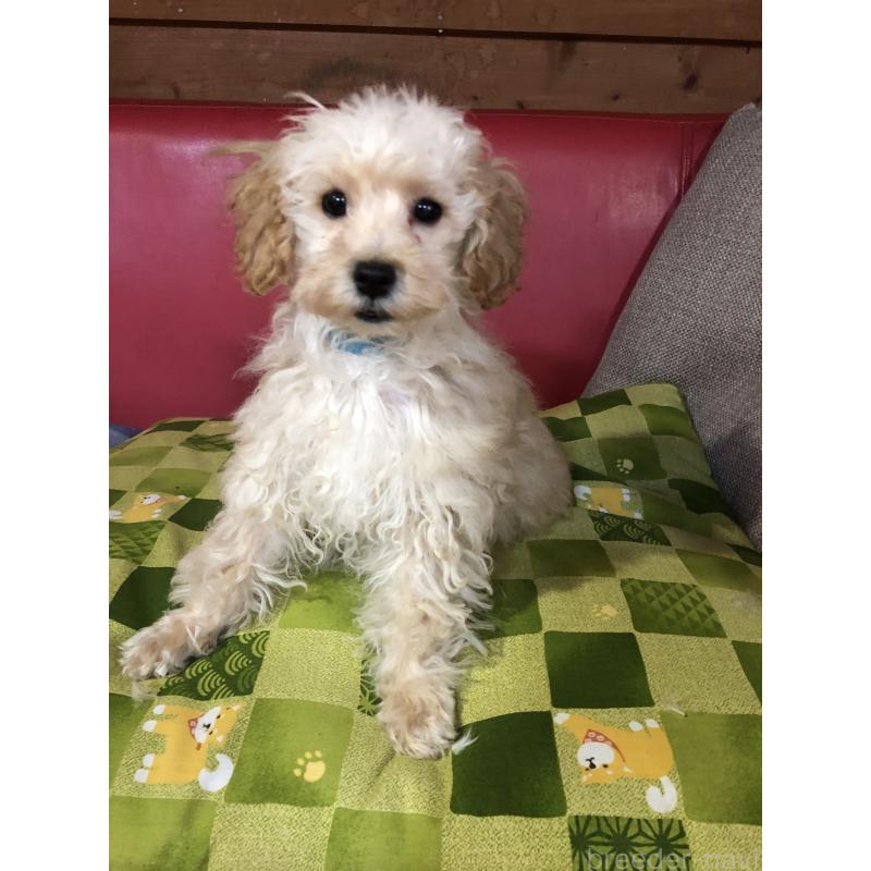 販売中の兵庫県のトイプードル-437676の3枚目