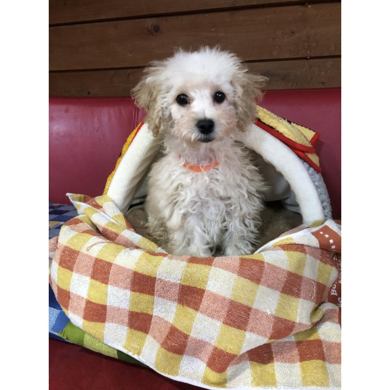 販売中の兵庫県のトイプードル-431958