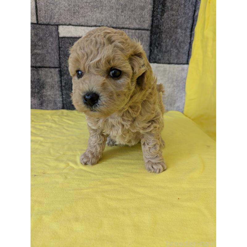 販売中の千葉県のミックス犬-446198の2枚目