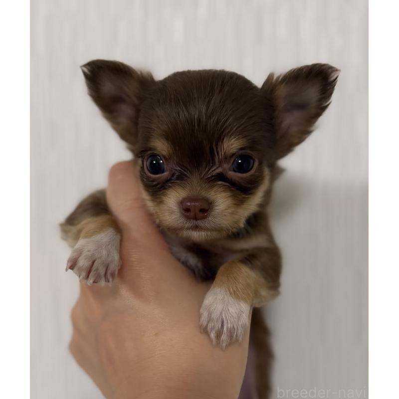 販売中の山梨県のチワワ(ロングコート)-441742