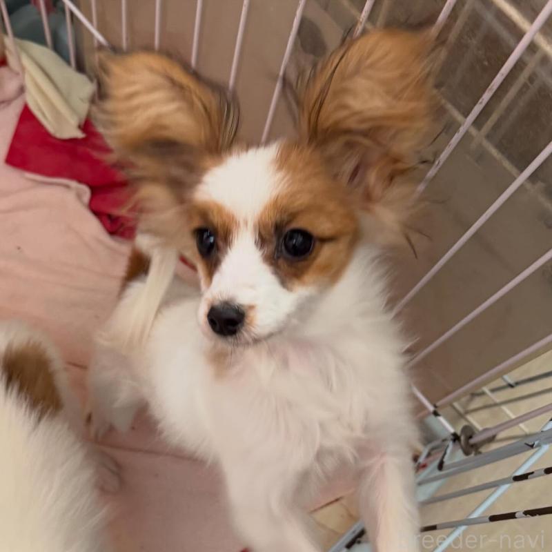 販売中の静岡県のパピヨン-430553