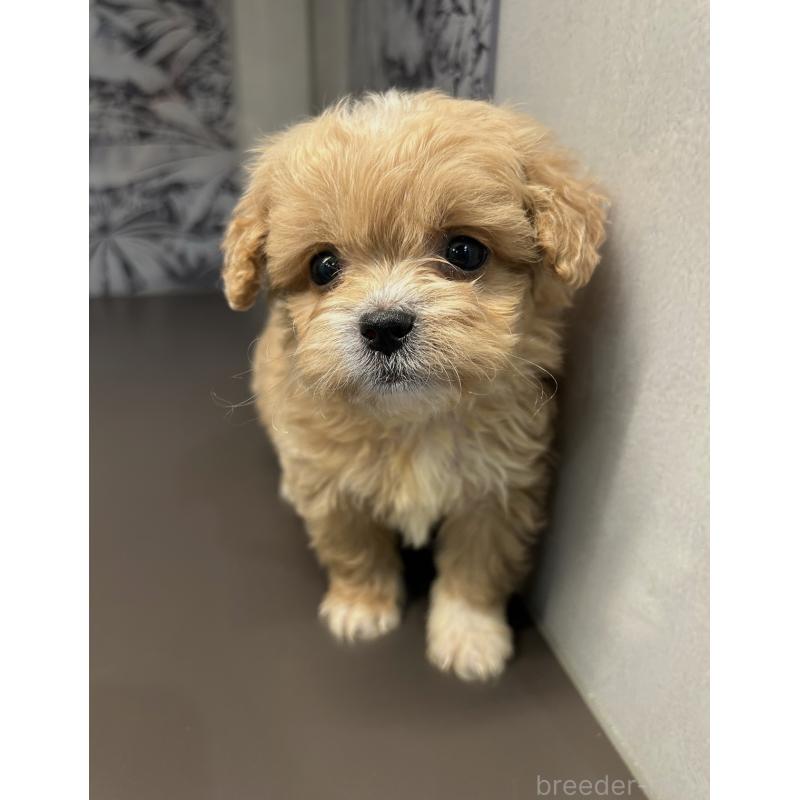 販売中の東京都のミックス犬-446482の2枚目