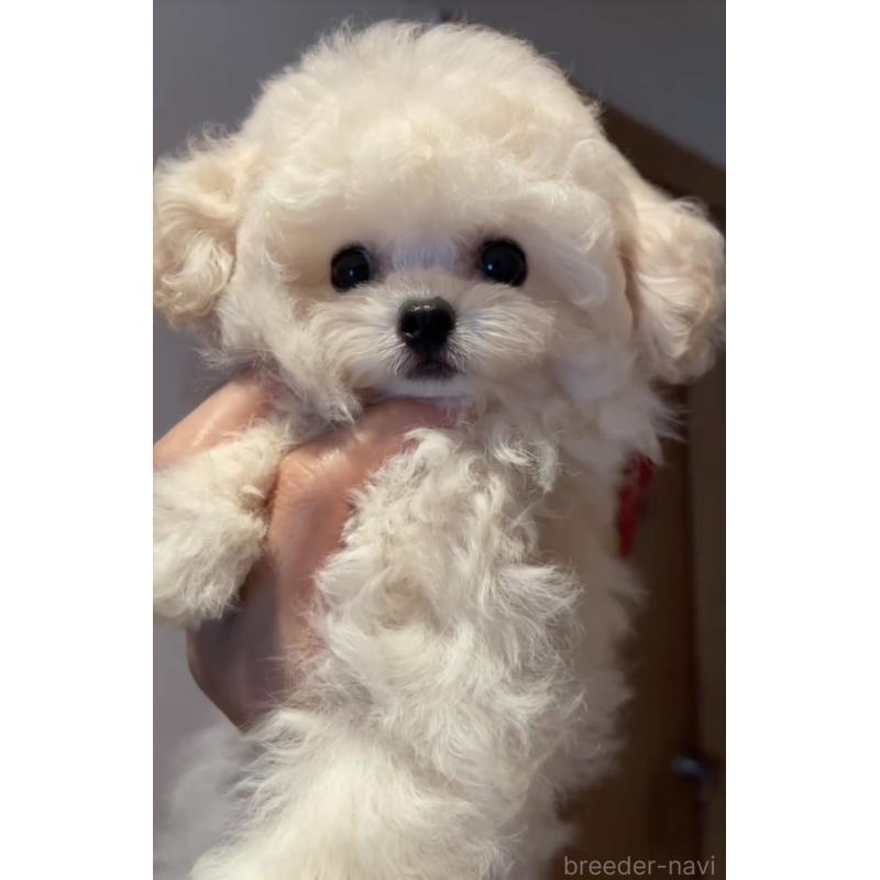 シロちゃん1枚目