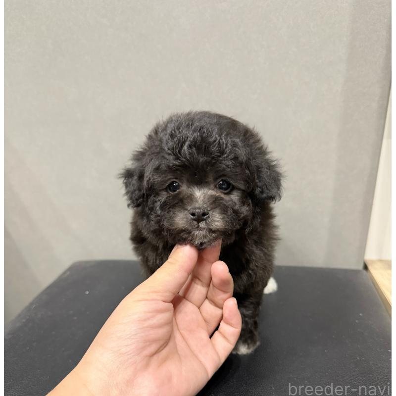 販売中の埼玉県のティーカッププードル-446554の6枚目