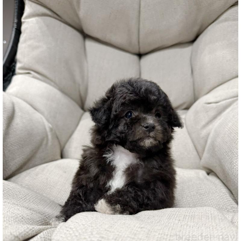 販売中の埼玉県のティーカッププードル-446554の4枚目