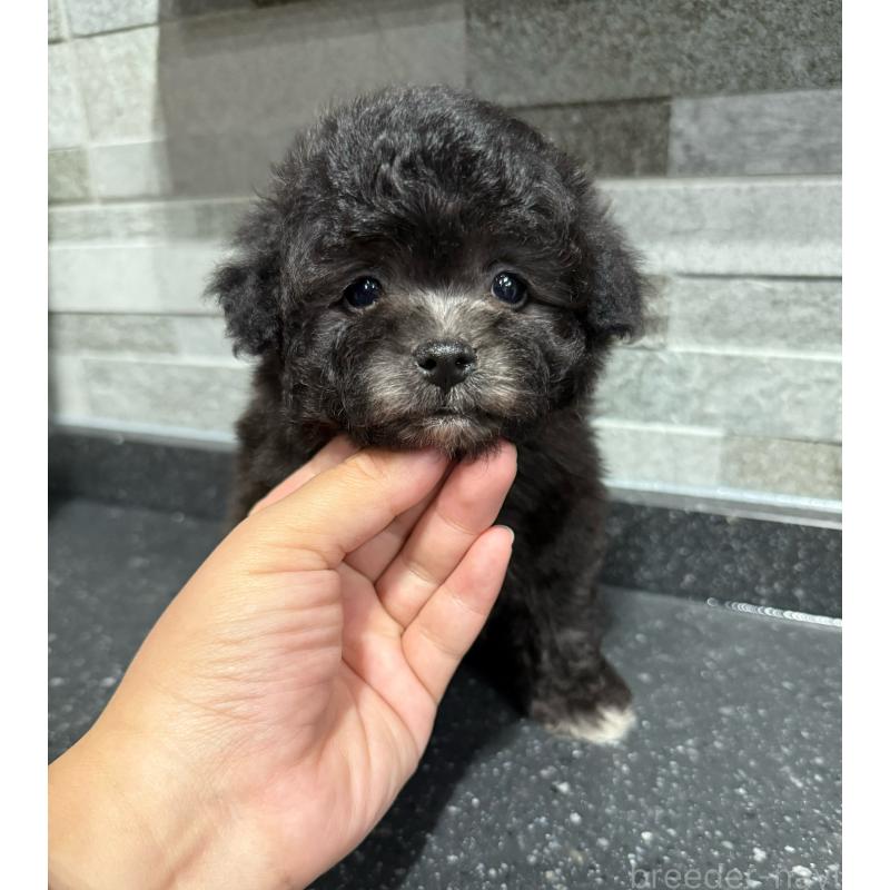 販売中の埼玉県のティーカッププードル-446554の3枚目