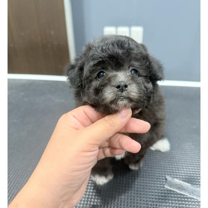 販売中の埼玉県のティーカッププードル-446554の1枚目