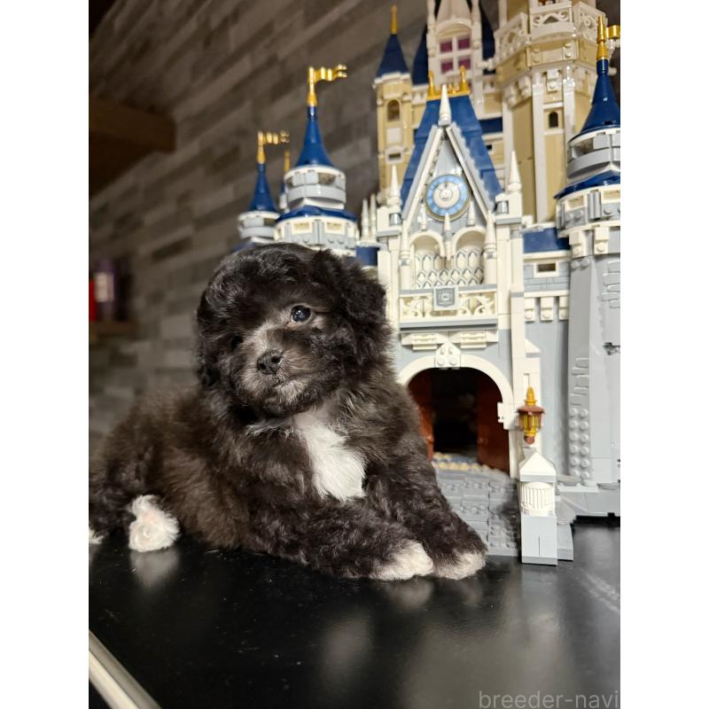 販売中の埼玉県のティーカッププードル-446554の2枚目