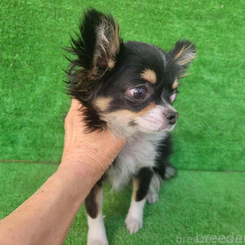 販売中の福岡県のチワワ(ロングコート)-446555の2枚目