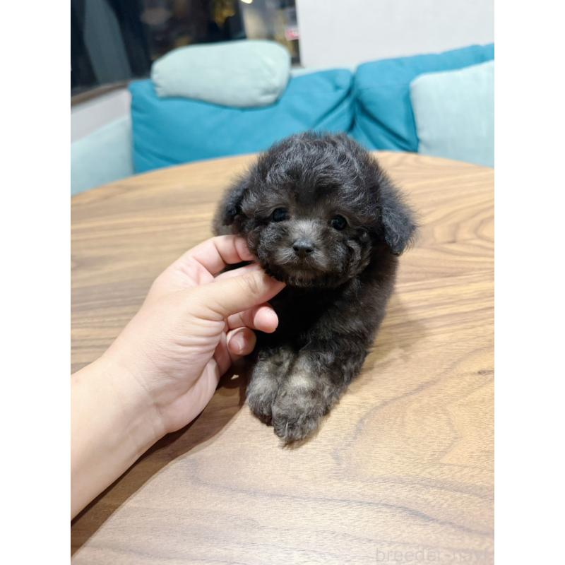 販売中の埼玉県のティーカッププードル-446556の5枚目