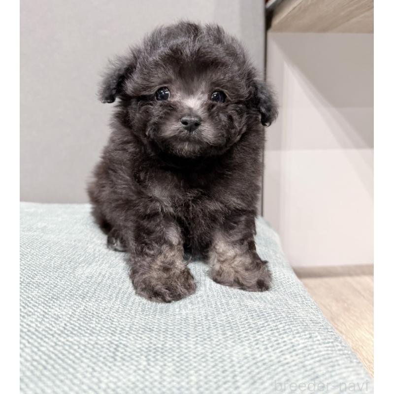 販売中の埼玉県のティーカッププードル-446556の3枚目