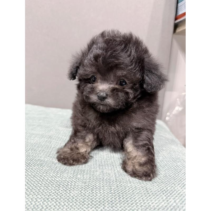 販売中の埼玉県のティーカッププードル-446556の2枚目