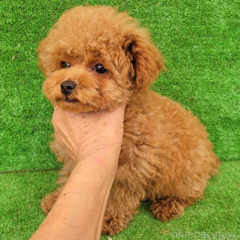 販売中の福岡県のタイニープードル-446557の3枚目